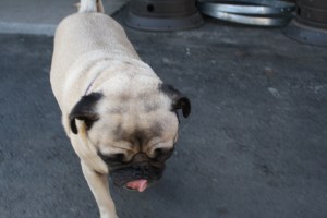 The unofficial tour guide that Jet loved